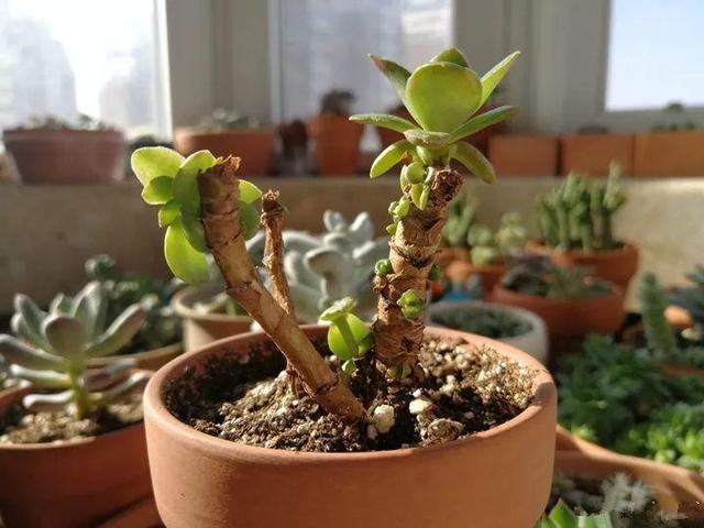 春天多肉呼呼長，葉子摘一摘，2個月長成老樁！