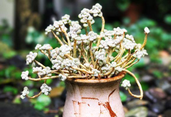 春天多肉呼呼長，葉子摘一摘，2個月長成老樁！