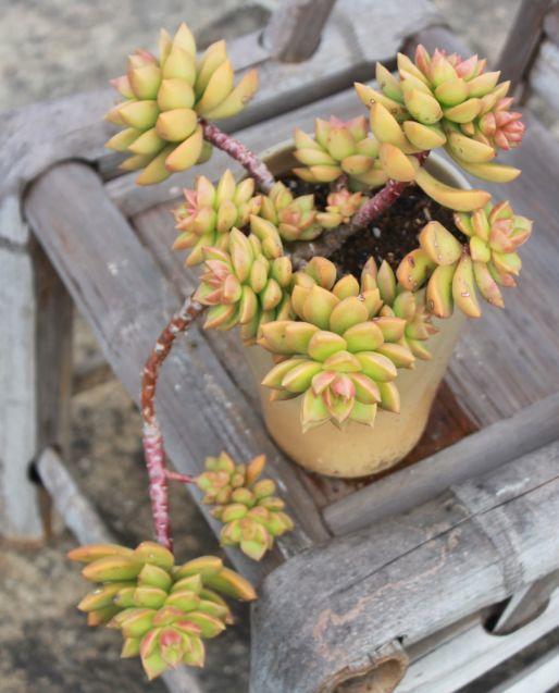 春天多肉呼呼長，葉子摘一摘，2個月長成老樁！