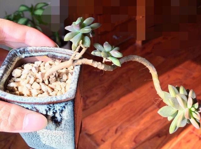 春天多肉呼呼長，葉子摘一摘，2個月長成老樁！