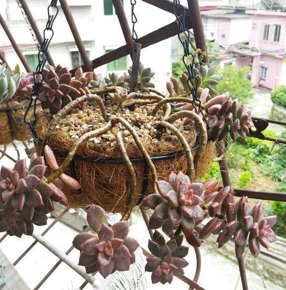 春天多肉呼呼長，葉子摘一摘，2個月長成老樁！