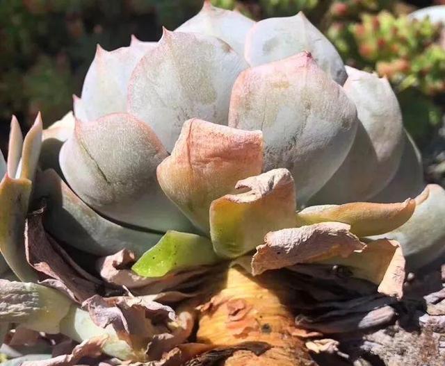 春天多肉呼呼長，葉子摘一摘，2個月長成老樁！