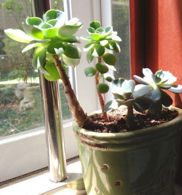 春天多肉呼呼長，葉子摘一摘，2個月長成老樁！