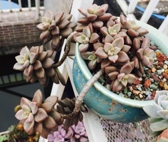 春天多肉呼呼長，葉子摘一摘，2個月長成老樁！