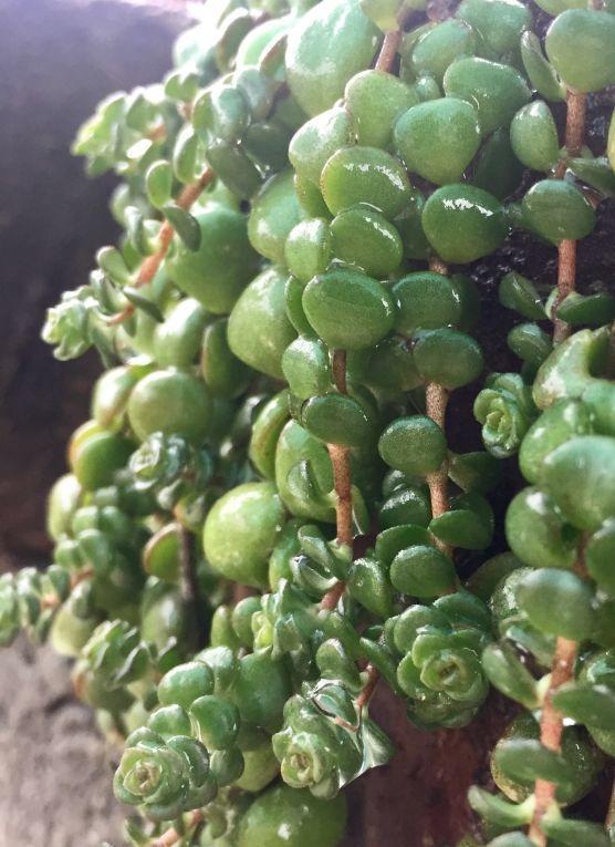 春天多肉呼呼長，葉子摘一摘，2個月長成老樁！