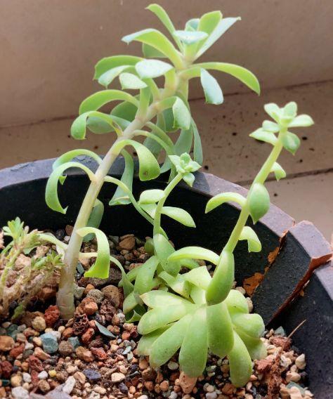 春天多肉呼呼長，葉子摘一摘，2個月長成老樁！