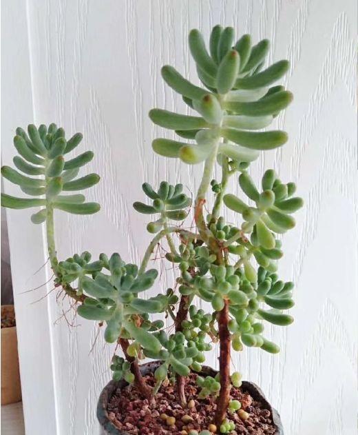 春天多肉呼呼長，葉子摘一摘，2個月長成老樁！