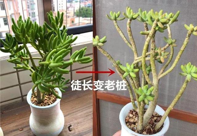 春天多肉呼呼長，葉子摘一摘，2個月長成老樁！