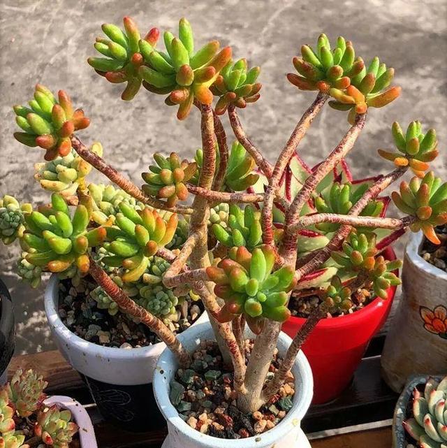 春天多肉呼呼長，葉子摘一摘，2個月長成老樁！