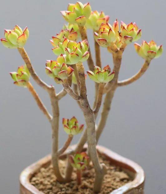 春天多肉呼呼長，葉子摘一摘，2個月長成老樁！