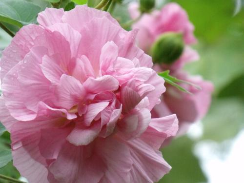 家裡種上木芙蓉，一天能變“三個”顏色！ 一棵頂三棵