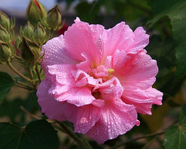 家裡種上木芙蓉，一天能變“三個”顏色！ 一棵頂三棵