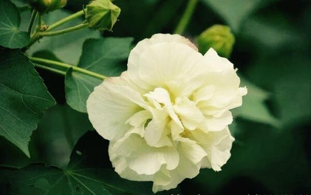 家裡種上木芙蓉，一天能變“三個”顏色！ 一棵頂三棵