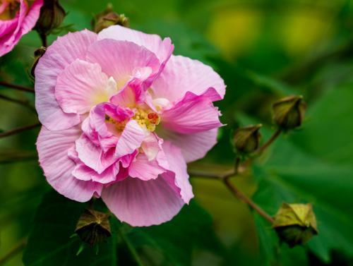 家裡種上木芙蓉，一天能變“三個”顏色！ 一棵頂三棵