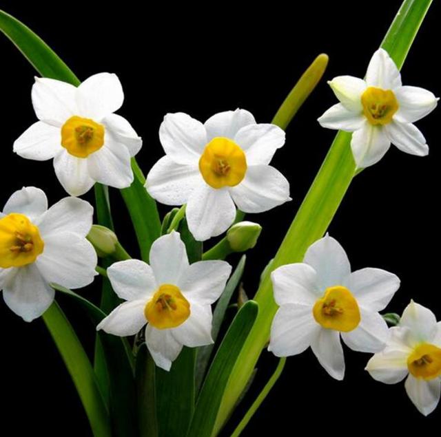 水仙、風信子花期過後，球莖是丟還是留？ 不要著急做決定