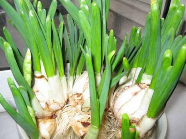 水仙、風信子花期過後，球莖是丟還是留？ 不要著急做決定