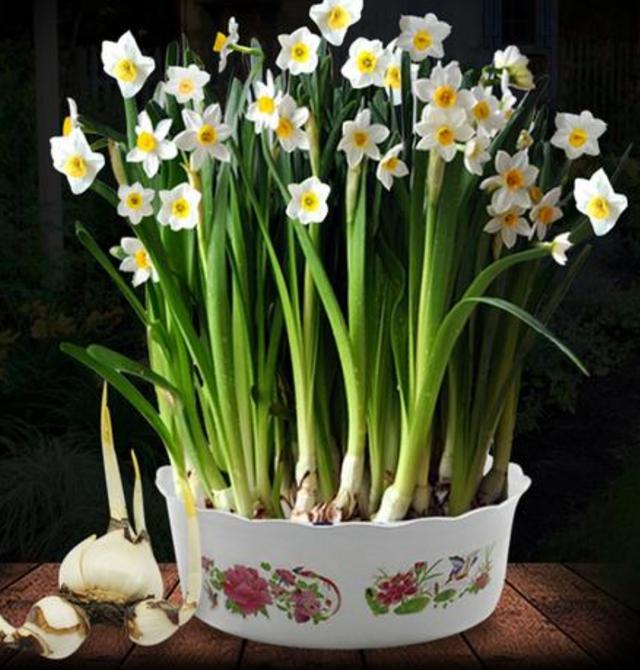 水仙、風信子花期過後，球莖是丟還是留？ 不要著急做決定