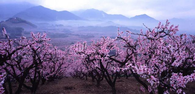 真正的人生從50歲開始，低頭種菜，抬頭賞花！