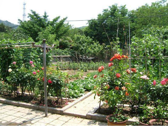 真正的人生從50歲開始，低頭種菜，抬頭賞花！