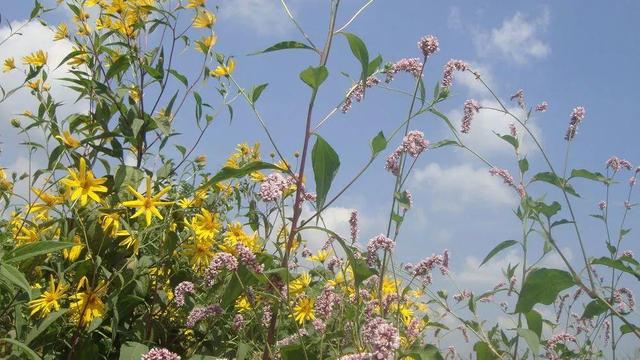 真正的人生從50歲開始，低頭種菜，抬頭賞花！