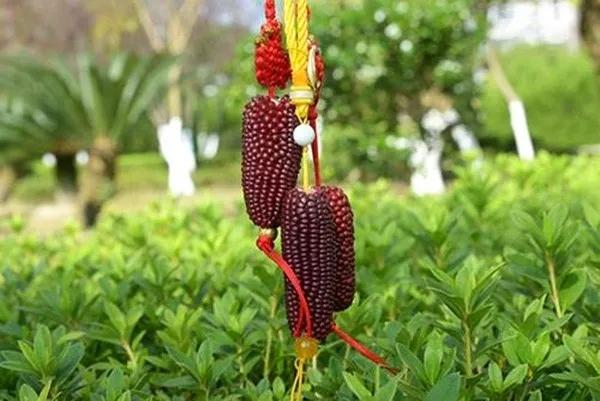 長得像草莓，你竟然告訴我它是玉米？