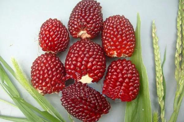 長得像草莓，你竟然告訴我它是玉米？