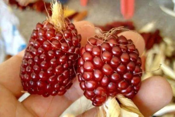 長得像草莓，你竟然告訴我它是玉米？