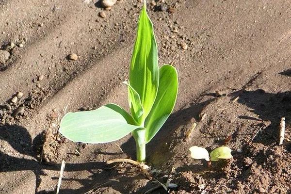 長得像草莓，你竟然告訴我它是玉米？