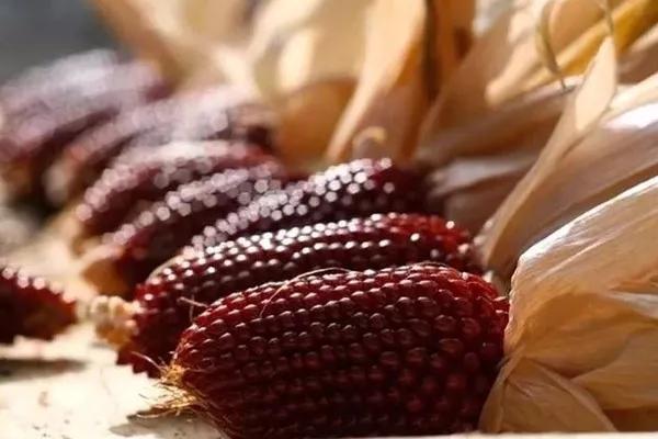 長得像草莓，你竟然告訴我它是玉米？