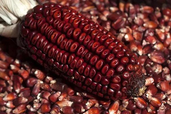 長得像草莓，你竟然告訴我它是玉米？