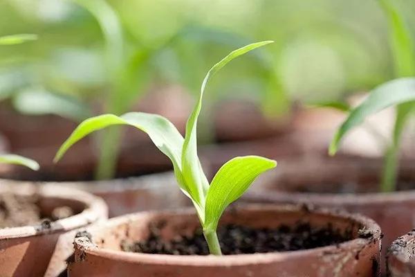 長得像草莓，你竟然告訴我它是玉米？