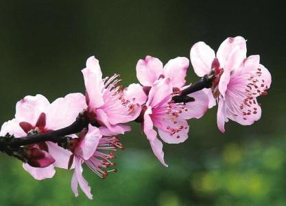 春天來了，桃花、杏花、櫻花、梨花……你是否也“傻傻分不清”