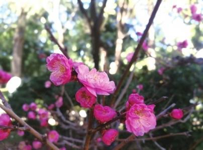 春天來了，桃花、杏花、櫻花、梨花……你是否也“傻傻分不清”