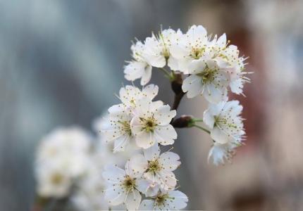 春天來了，桃花、杏花、櫻花、梨花……你是否也“傻傻分不清”