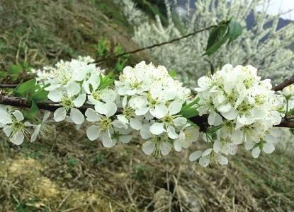 春天來了，桃花、杏花、櫻花、梨花……你是否也“傻傻分不清”