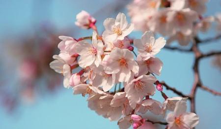 春天來了，桃花、杏花、櫻花、梨花……你是否也“傻傻分不清”