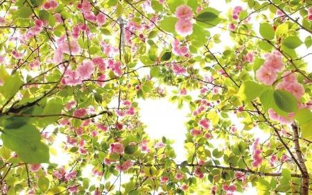 春天來了，桃花、杏花、櫻花、梨花……你是否也“傻傻分不清”