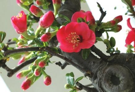 春天來了，桃花、杏花、櫻花、梨花……你是否也“傻傻分不清”