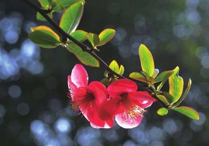 春天來了，桃花、杏花、櫻花、梨花……你是否也“傻傻分不清”