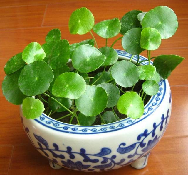 春天養這種“花”，種在哪都能“瘋長”，好打理葉子都“圓滾滾”