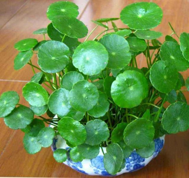 春天養這種“花”，種在哪都能“瘋長”，好打理葉子都“圓滾滾”