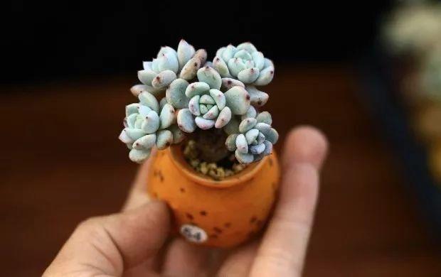 多肉餓著養，個個土肥圓，越矮越小越值錢！