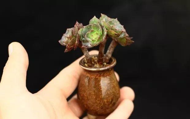 多肉餓著養，個個土肥圓，越矮越小越值錢！