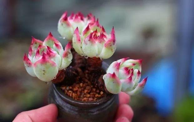 多肉餓著養，個個土肥圓，越矮越小越值錢！