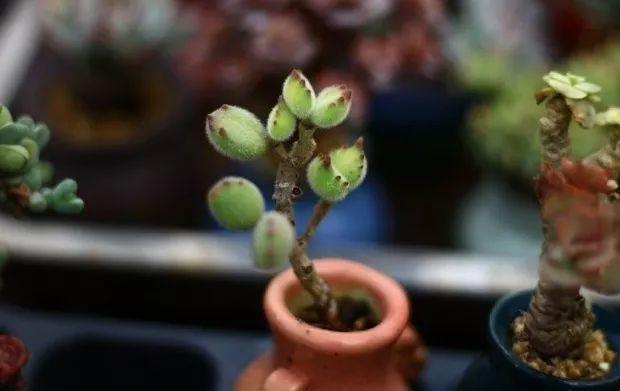 多肉餓著養，個個土肥圓，越矮越小越值錢！