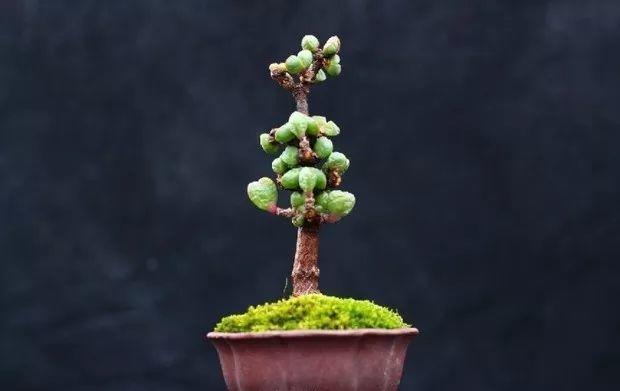 多肉餓著養，個個土肥圓，越矮越小越值錢！