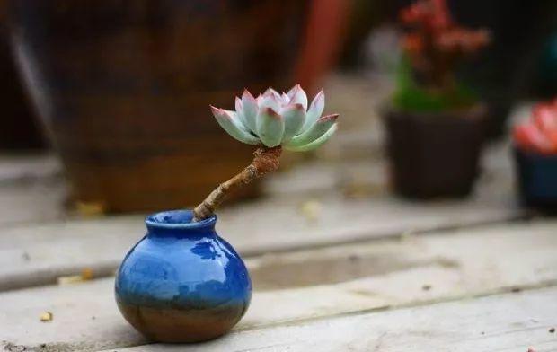 多肉餓著養，個個土肥圓，越矮越小越值錢！