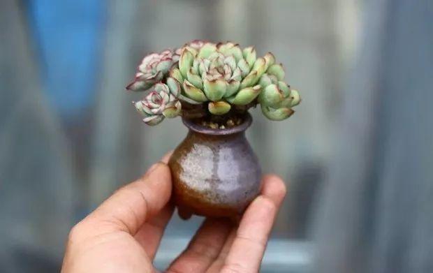 多肉餓著養，個個土肥圓，越矮越小越值錢！