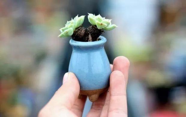 多肉餓著養，個個土肥圓，越矮越小越值錢！