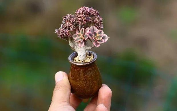 多肉餓著養，個個土肥圓，越矮越小越值錢！